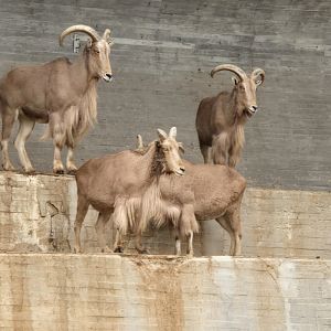 Barbary sheep