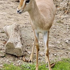 Dorcas gazelle
