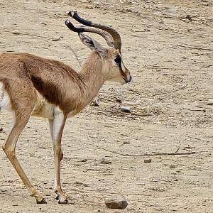 Dorcas gazelle