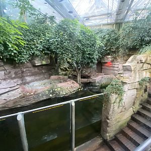 Tropezoo - West African crocodile exhibit 261124