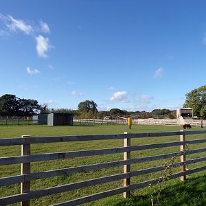 Farm section- Shetland pony paddock 14.10.23