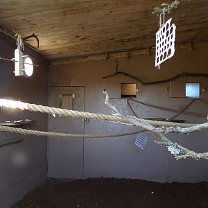 African grey indoors 14.10.23