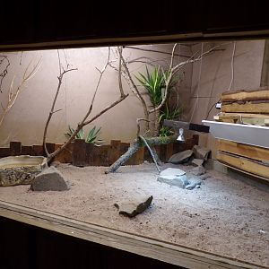 Savanna monitor enclosure 14.10.23