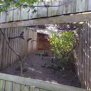 Common buzzard aviary 14.10.23