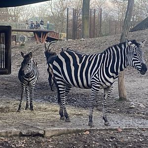 Grant’s zebras 261124