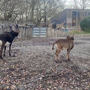 Sable antelopes 261124