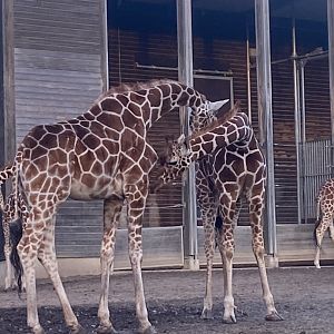 Reticulated giraffes 261124