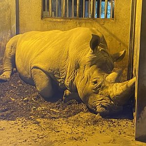 Southern white rhinoceros 261124