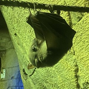 Egyptian fruit bat 261124
