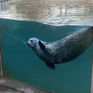 East Atlantic harbour seal 261124