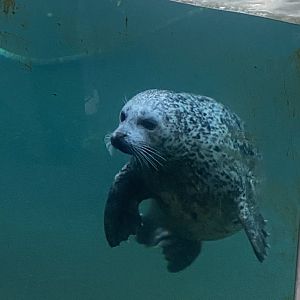 East Atlantic harbour seal 261124
