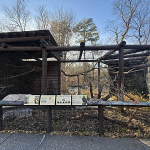 Hawks and Turkey Vultures