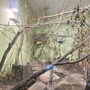 Northern talapoin habitat 261124