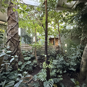 Treasures of the Rainforest (Indoors)