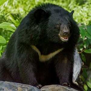 Asian Black Bear (Ursus thibetanus)