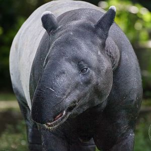 Malayan Tapir (Tapirus indicus)