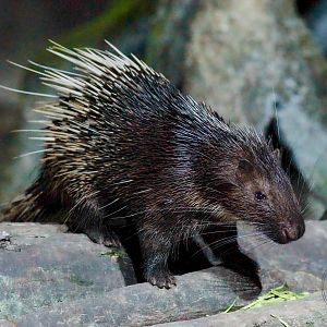 Malayan Porcupine (Hystrix brachyura)