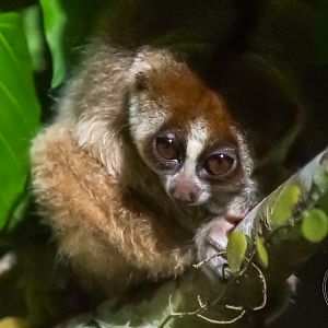 Sunda Slow Loris (Nycticebus coucang)