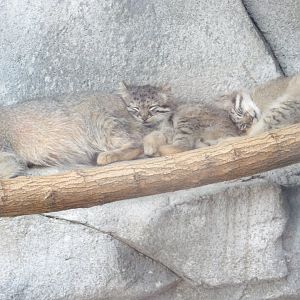 Pallas Cat Kittens