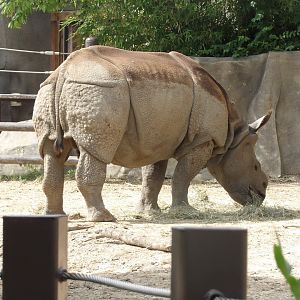 Greater One Horned Rhino