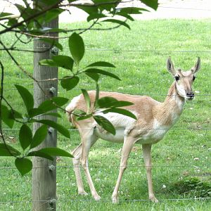 Pronghorn