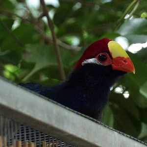 Violet Turaco
