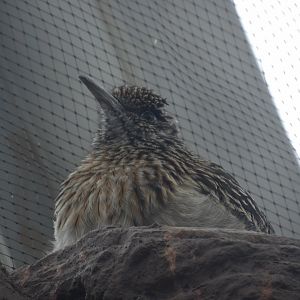 Greater Roadrunner