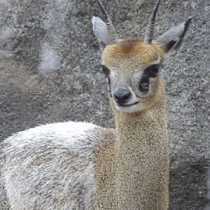 Klipspringer