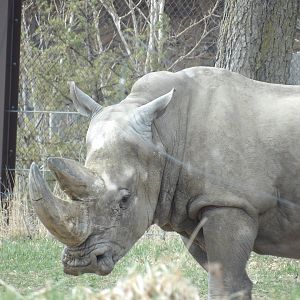 White Rhinoceros