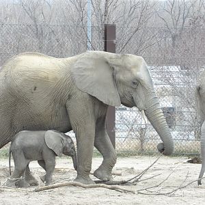 African Elephant with Calves