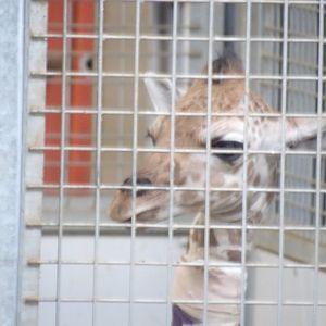 Generic Giraffe, "Hope"