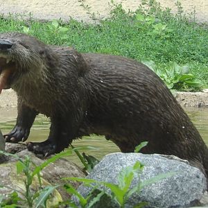 North American River Otter with Tounge