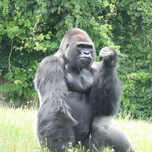 Western Lowland Gorilla, Kongo
