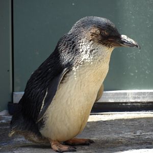 Fairy Penguin