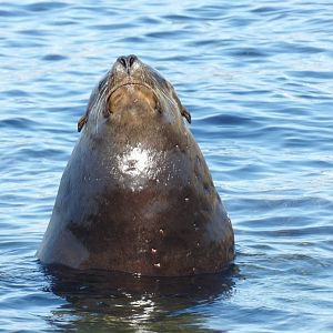 Male California Sea Lion