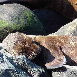 Sea Lion Pup