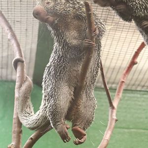 Small Mammal House - Prehensile-Tailed Porcupine