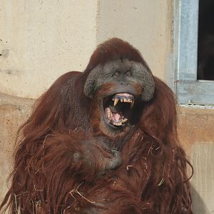 Great Ape House - Orangutan - Kiko