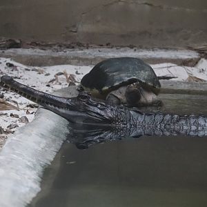 Reptile Discovery Center - Tomistoma - Painted Terrapin