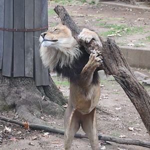 Great Cats - African Lion