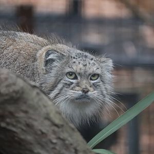 Paws & Claws Pathway - Pallas's Cat