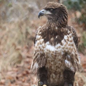 American Trail - Bald Eagle