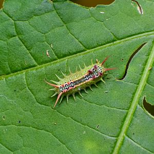 Four-spotted Cup Moth, Doratifera quadriguttata
