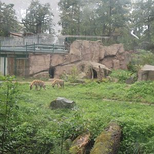 Spotted hyena enclosure