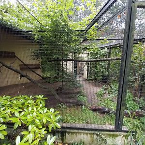 Small Felids Courtyard - Gordon's Wild Cat enclosure