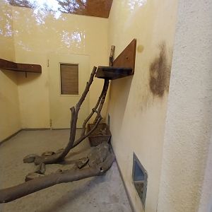 Small Felids Courtyard - Gordon's Wild Cat indoors enclosure