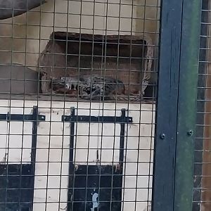 Small Felids Courtyard - Amur Leopard Cat (Prionailurus bengalensis euptilura)