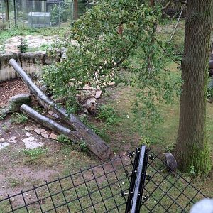 Stump-tailed macaque (Macaca arctoides)