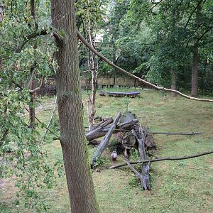 Stump-tailed Macaque enclosure