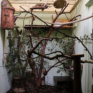 Krallenaffenhaus (Callitrichidea) - Western Pygmy Marmoset and Rock Cavy exhibit